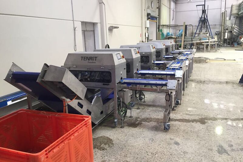 TENRIT asparagus peeling line