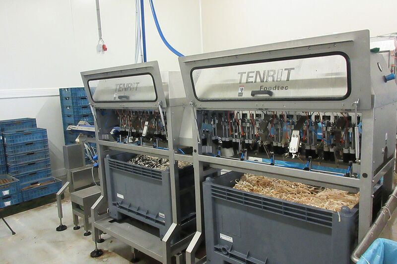 TENRIT salsify peeling system