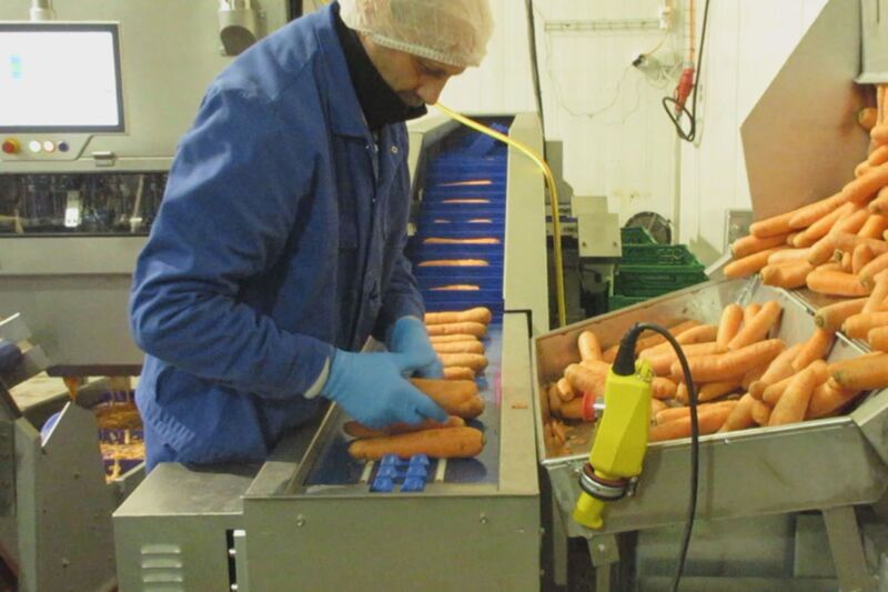 TENRIT carrot peeling and cutting line